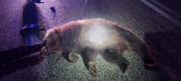 Orso bruno marsicano muore investito sulla Sora–Avezzano