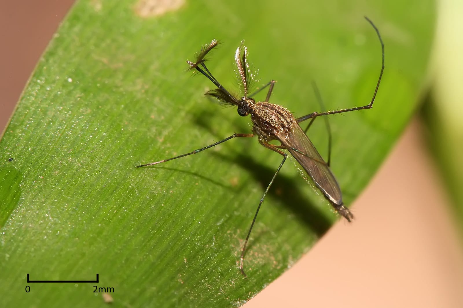 West Nile nella Marsica, volatile positivo nell'area di Avezzano: rafforzata la sorveglianza